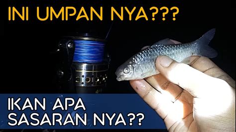 Rahasia Umpan Ikan Malam Super Ampuh dari Pom Pom